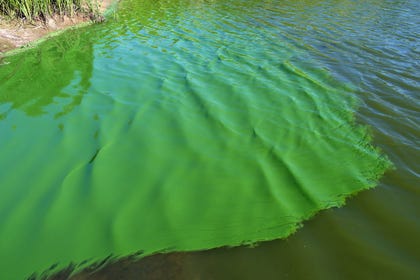 Algae flourishing in Lower Saxony, Germany. Sometimes blooms succeed one another, and a benign species may be replaced by a toxic one. Credit: Christian Fischer/Wikimedia Commons Algae flourishing in Lower Saxony, Germany. Sometimes blooms succeed one another, and a benign species may be replaced by a toxic one.