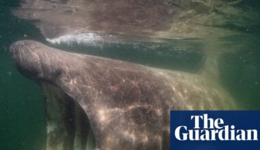 ‘Sharks are my film stars’: how the Jacques Cousteau of the North Sea finally unlocked its beauty | Movies