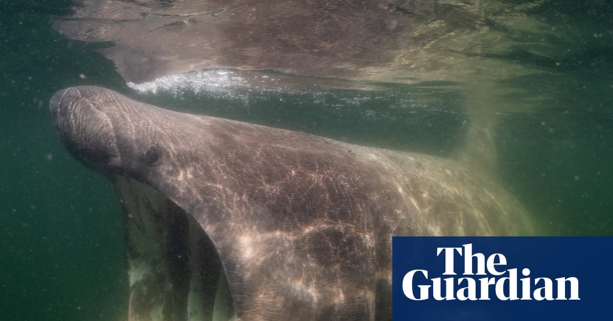 ‘Sharks are my film stars’: how the Jacques Cousteau of the North Sea finally unlocked its beauty | Movies