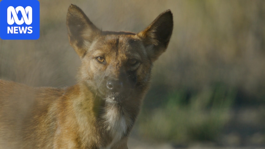 Big Desert dingoes to be reviewed for critically endangered status