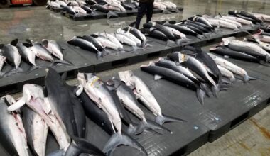Beyond fins, Japanese firms seeking new values in sharks