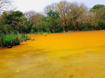 Algae in Bangladesh. Sometimes it isn't really green at all.