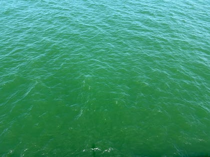 The green sea off Israel's coast. Israel has been lucky. Some blooms emit toxins, some don't – the current mega-manifestation is by a nontoxic variant of bacteria.