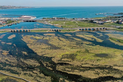 Lake Buyukcekmece in Istanbul covered with algae in May 2022. Disastrous blooms have repeatedly afflicted Marmara in Turkey and the Adriatic Sea.