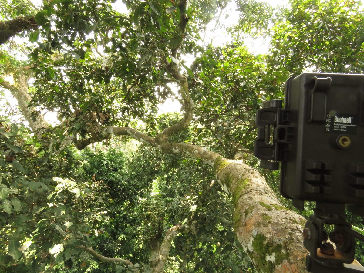 Researchers put cameras in the trees of the second largest rainforest in the world. Here’s what they found