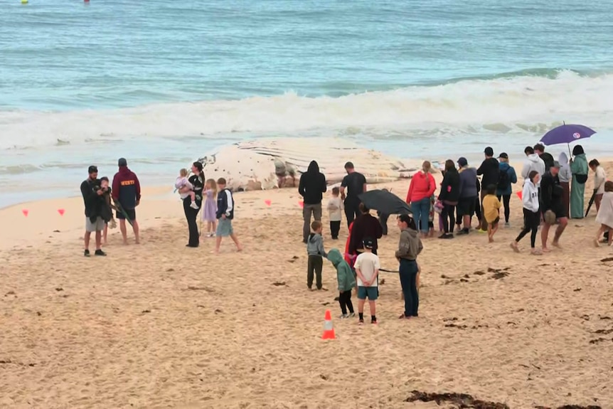 A crowd of onlookers stands around a decomposing whale carcass on the sand at City Beach in Perth with the water behind them.