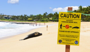 Watching Wildlife: How to Share the Shore and Sea with Marine Animals