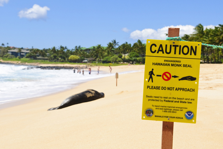Watching Wildlife: How to Share the Shore and Sea with Marine Animals