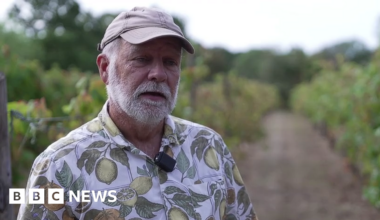 Heatwaves and drought lead to early grape harvest - BBC
