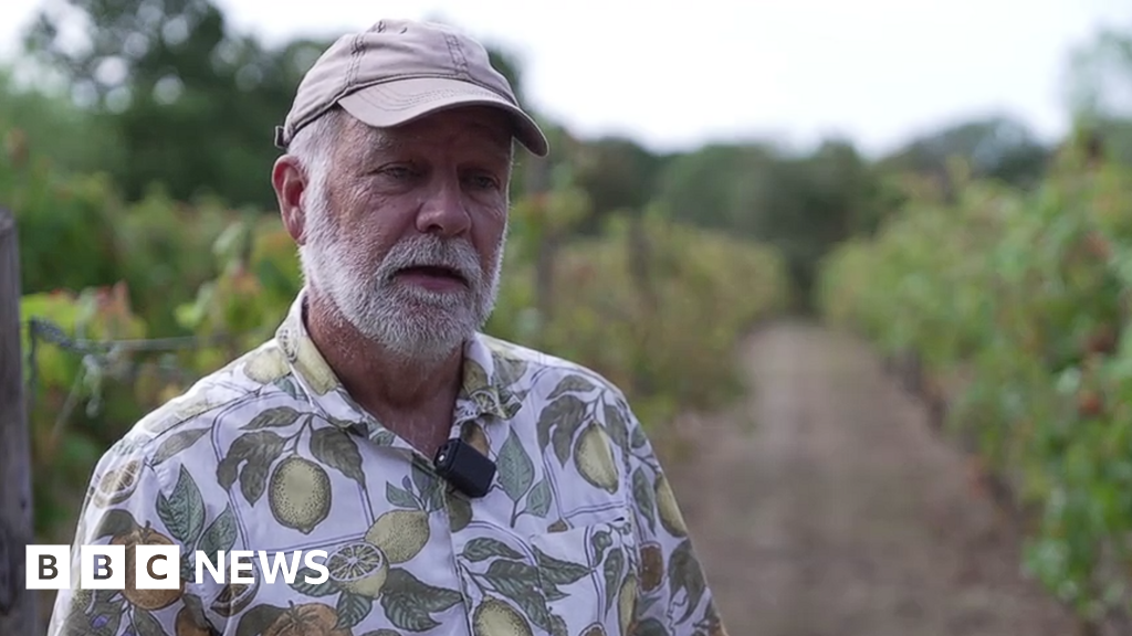 Heatwaves and drought lead to early grape harvest - BBC