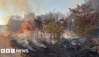 Hampton reserve fire destroys part of rare newts' habitat - BBC