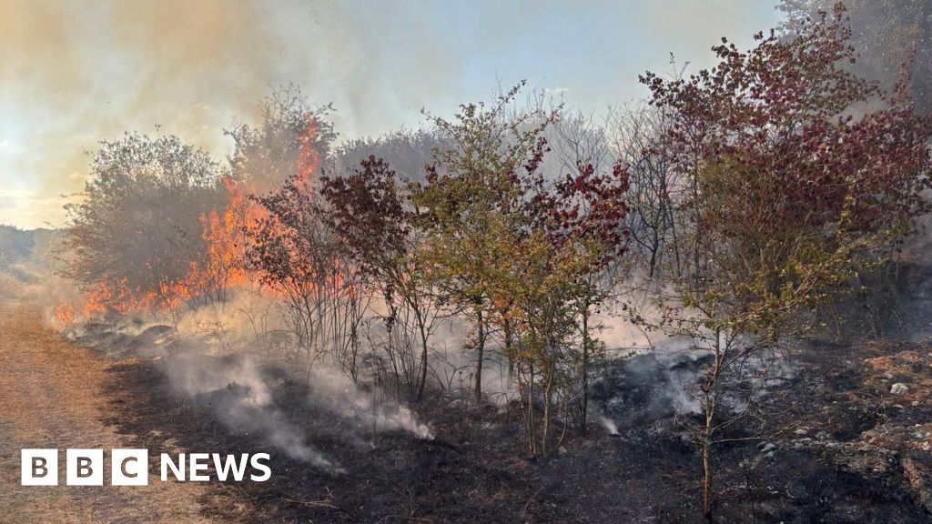 Hampton reserve fire destroys part of rare newts' habitat - BBC
