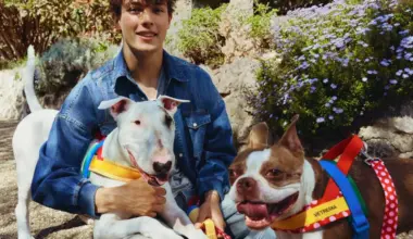 British F1 racer Ollie Bearman and his dogs Freddie (left), an English bull terrier, and Ruby, a Boston terrier.