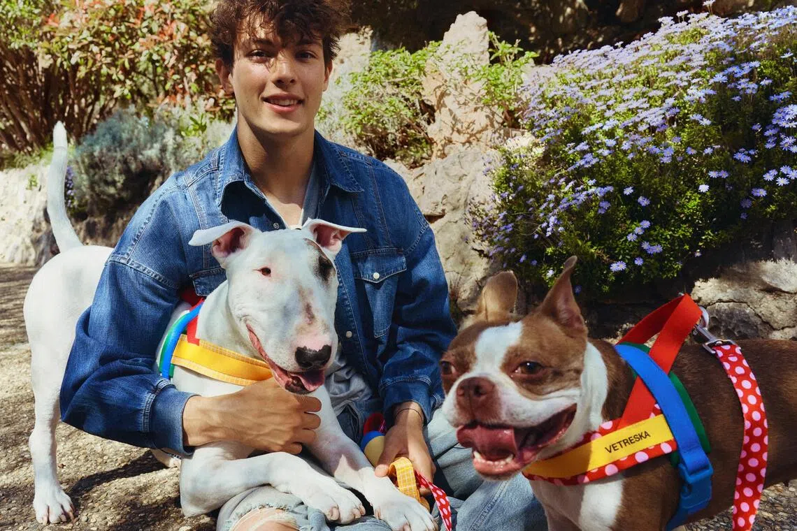 British F1 racer Ollie Bearman and his dogs Freddie (left), an English bull terrier, and Ruby, a Boston terrier.