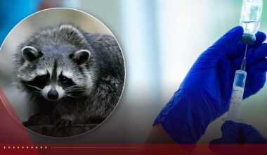 CDC issues alert about nationwide increase in rabies exposures