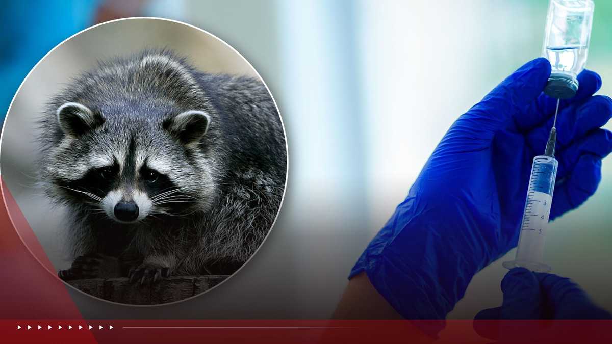 CDC issues alert about nationwide increase in rabies exposures