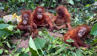 Orangutans in odisha news, 5 Orangutans Found In Odisha May Be Victims Of Wildlife Smuggling: Indonesia