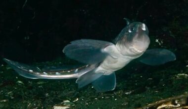 Chimaera
