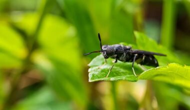 Black soldier flies: Researchers explore the great pest-control potential of this small insect