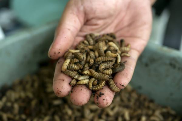 Black Soldier Flies; larvae