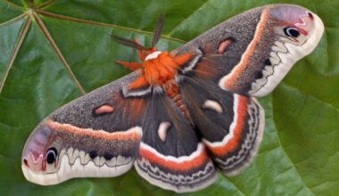 Missing for 70 years, this moth just turned up alive in front of researchers