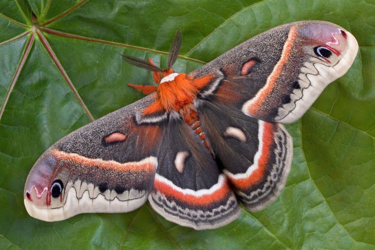 Missing for 70 years, this moth just turned up alive in front of researchers
