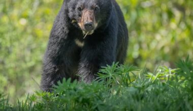 B.C. bears extra hungry as they prepare for hibernation - CTV News