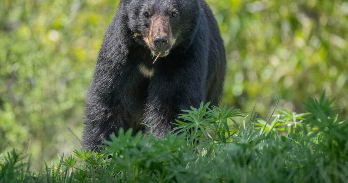 B.C. bears extra hungry as they prepare for hibernation - CTV News