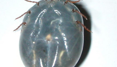 Scientists in China discover new tick-borne virus that causes flu-like illness