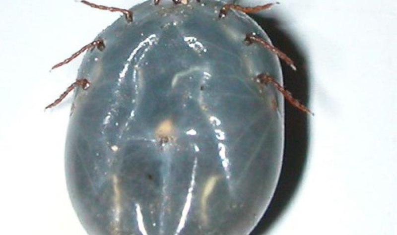 Scientists in China discover new tick-borne virus that causes flu-like illness