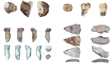 Enigmatic Denisovans lived by cave in what is now China for 100,000 years, rare fossils and handcrafted tools reveal