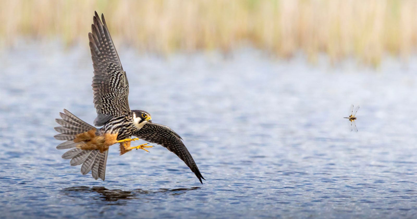 17-Year-Old Photographer Captures 'Once-in-a-Lifetime' Shot of Falcon Chasing a Dragonfly
