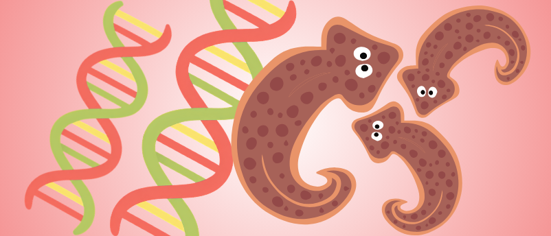 The Genes That Help Planarians Regenerate Their Brains
