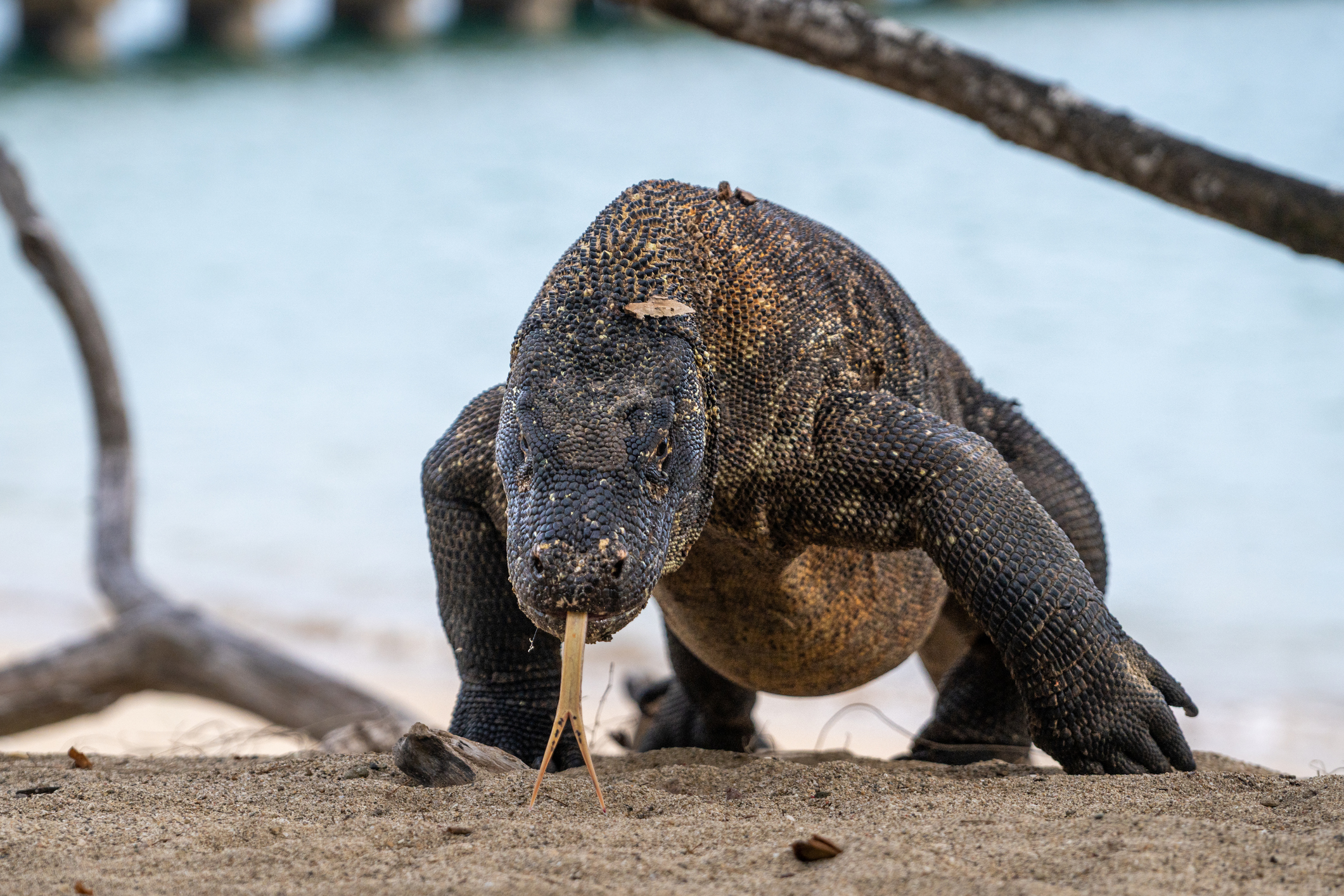 komodo dragon