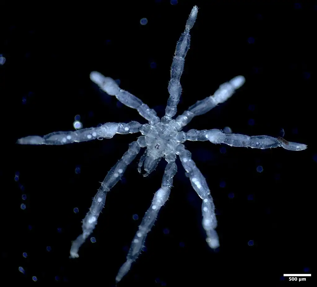 Image of a sea spider will all legs outstretched taken under a microscope 