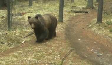 Warning about female grizzly and cubs in Kootenay National Park expanded - CTV News