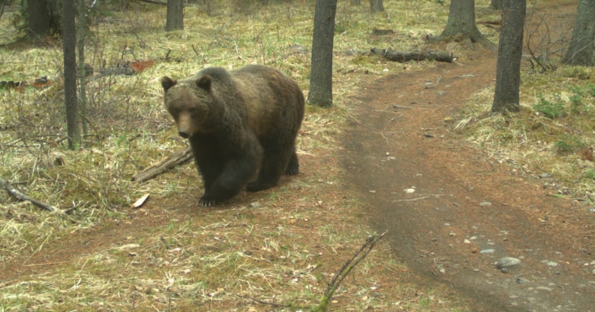Warning about female grizzly and cubs in Kootenay National Park expanded - CTV News