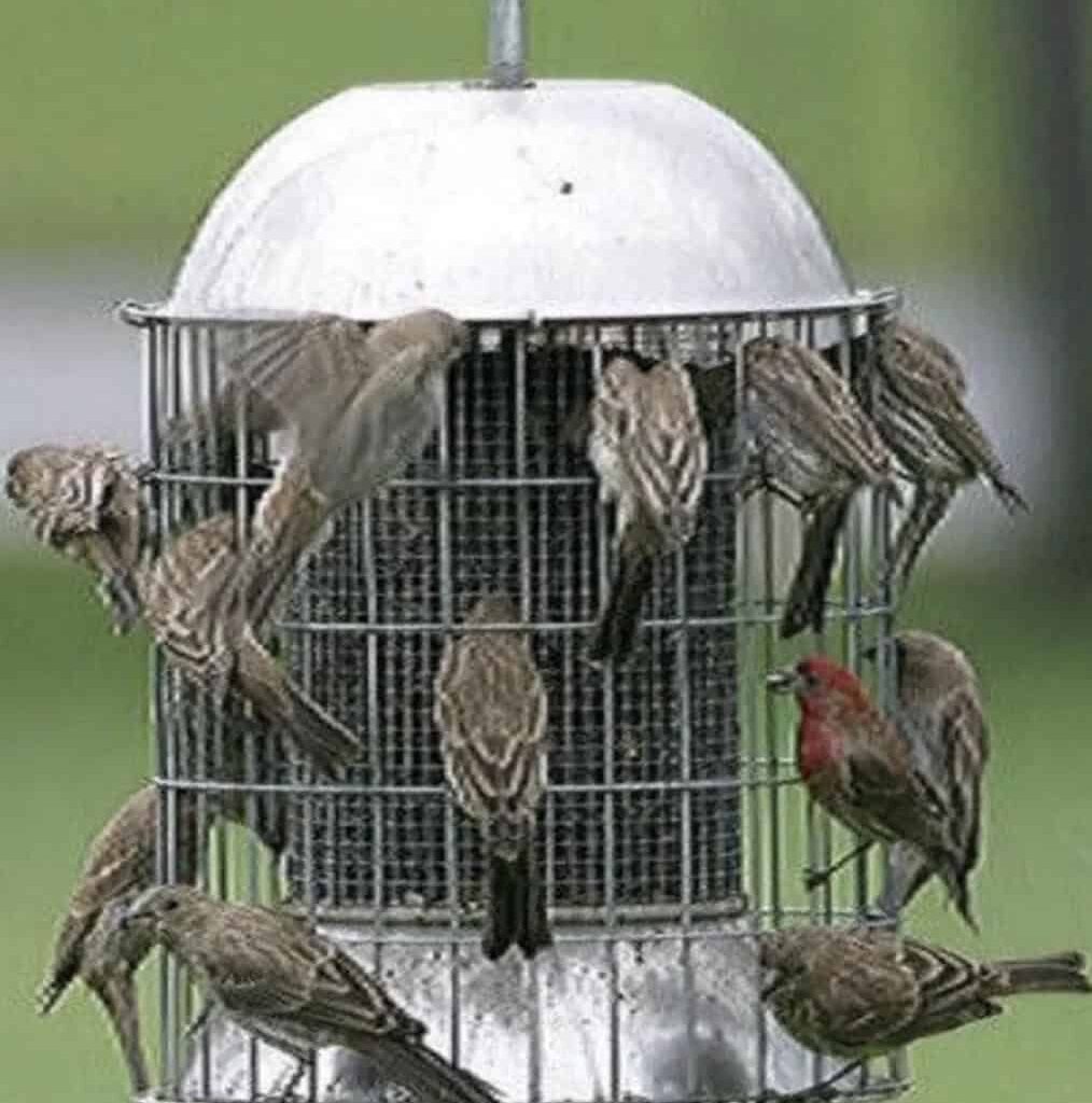 Is Your Backyard Bird Feeder Spreading Bird Flu?