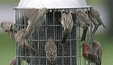 Is Your Backyard Bird Feeder Spreading Bird Flu?