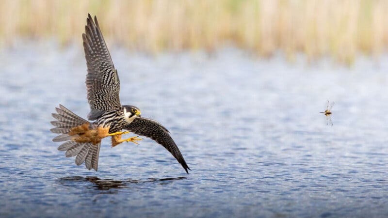 A hobby falcon with wings spread wide flies low over water, reaching out with its talons toward a small dragonfly.