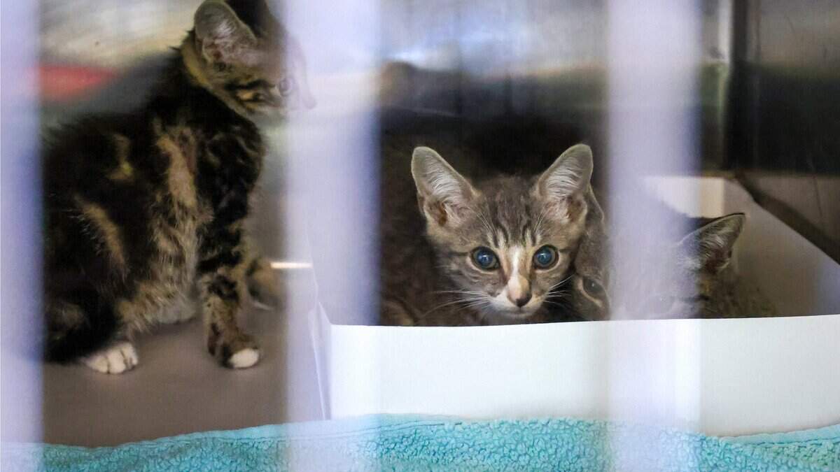 A deadly cat virus is surging across South Florida, and Miami veterinarians urge pet owners to get their cats vaccinated.