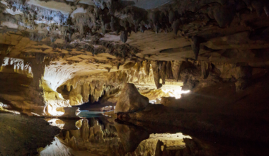 A cave in New Zealand preserved a lost world from a million years ago — ancient parrots, giant flightless rails and a bird community reshaped by supereruptions and Ice Age climate swings long before humans ever reached the islands