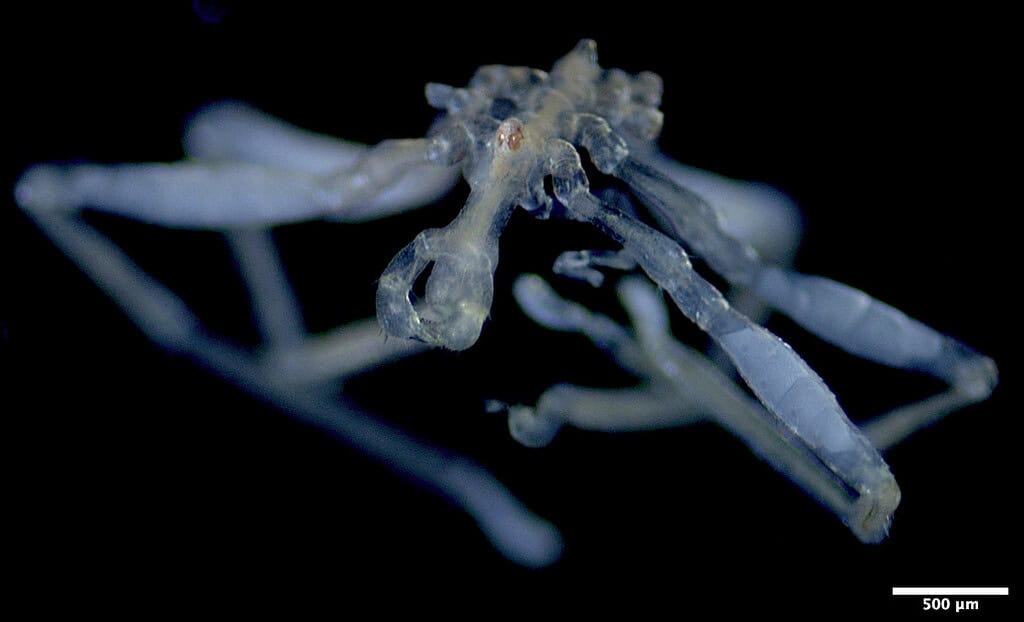 Image of a sea spider taken under a microscope with a 500 micrometer scale bar.