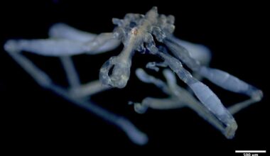 Scientists Found Two Bizarre New Sea Spiders. One Has Three Lips and Red Eyes