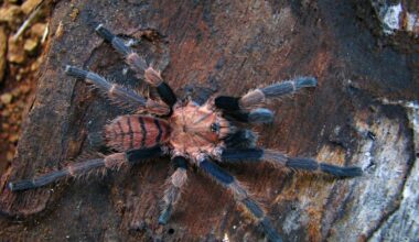 One of the largest spiders in the world remains largely unstudied