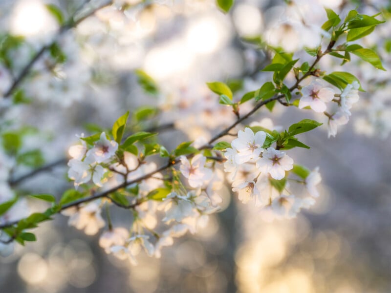 Delicate white cherry blossoms bloom on thin branches against a soft, sunlit bokeh background.