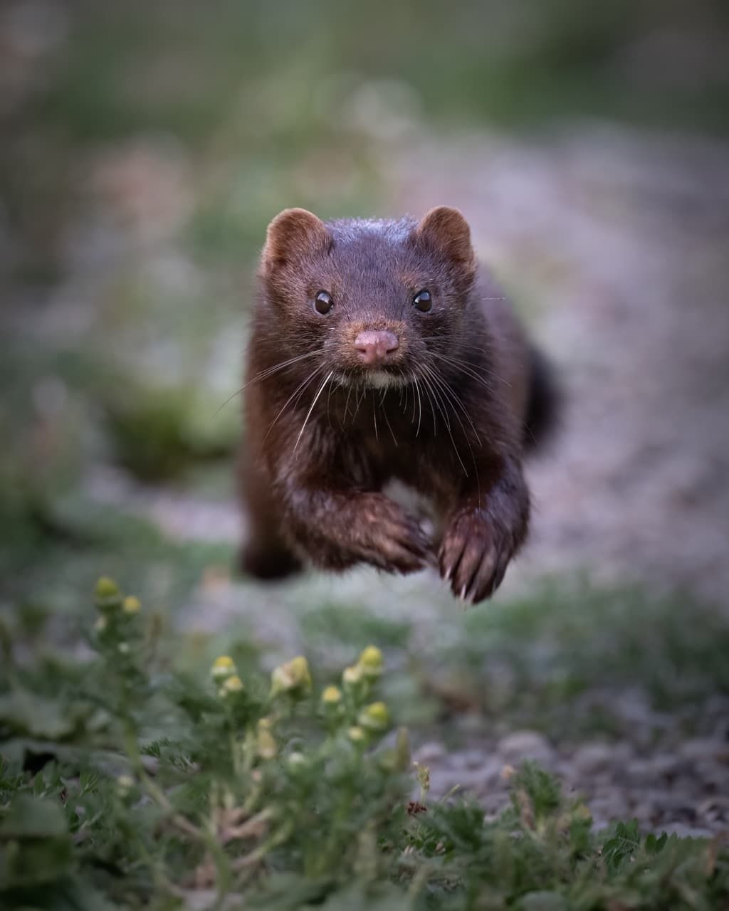 Minx running.