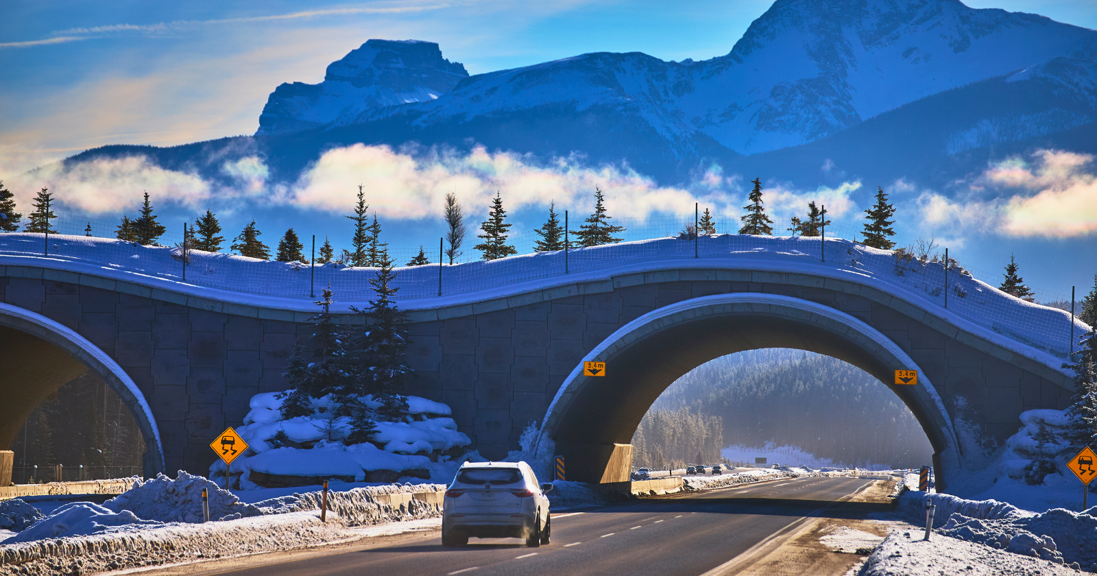 Canada built 44 bridges and tunnels across a single stretch of highway so that animals could cross without dying, and collisions with wildlife there have fallen by more than 80%, with grizzly mothers now teaching their cubs to use the crossings like a route the family has always known