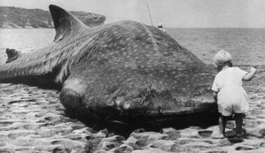 Whale Sharks Seen In New York For The 1st Time Since 1935