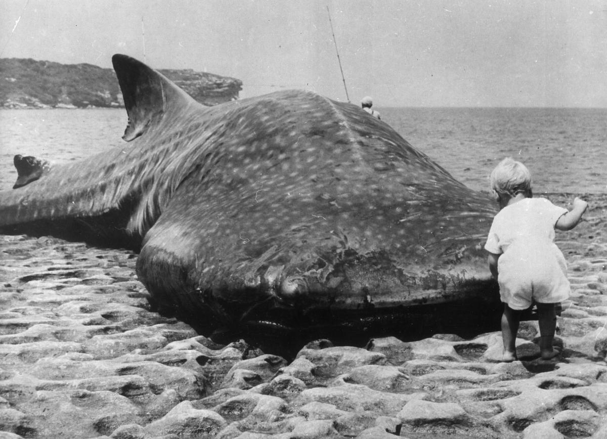 Whale Sharks Seen In New York For The 1st Time Since 1935